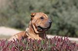 SHAR-PEI 554